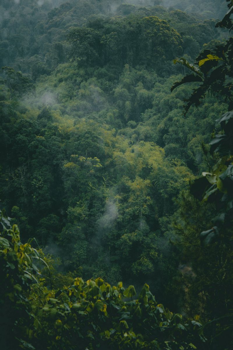 Lembah hutan hujan tropis yang lebat dan berkabut di Tasikmalaya.